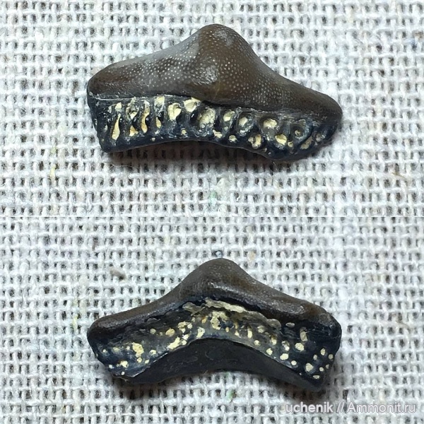карбон, Русавкино, верхний карбон, Chondrichthyes, Helodus, Holocephali, зубы рыб