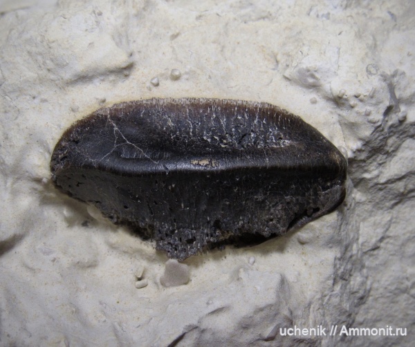 карбон, рыбы, зубы, хрящевые рыбы, Polyrhizodus, средний карбон, Petalodontiformes, Petalodontidae