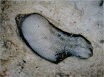 Poecilodus