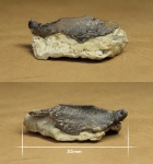 Мандибулярная пластина химеры (Protochimaera mirabilis)