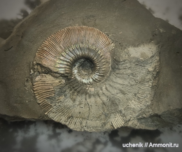 юра, Михайлов, Kosmoceras, келловей, Kosmoceras phaeinum