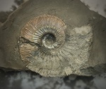 Kosmoceras phaeinum
