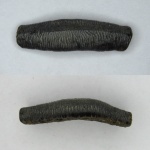 Acrodus из Саратова-2
