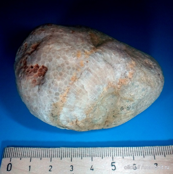 ордовик, кораллы, палеозой