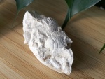 Ракообразный (краб?)