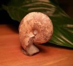 Phyllopachyceras sp.