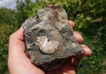 Phylloceratidae