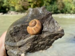 Предположительно  Ampullina sp.?