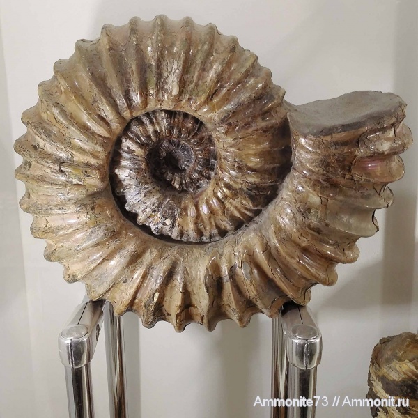 аммониты, Ammonoidea, Cheloniceras
