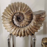 Аммонит Cheloniceras Natarius sp. nov. Единственный в своем роде!