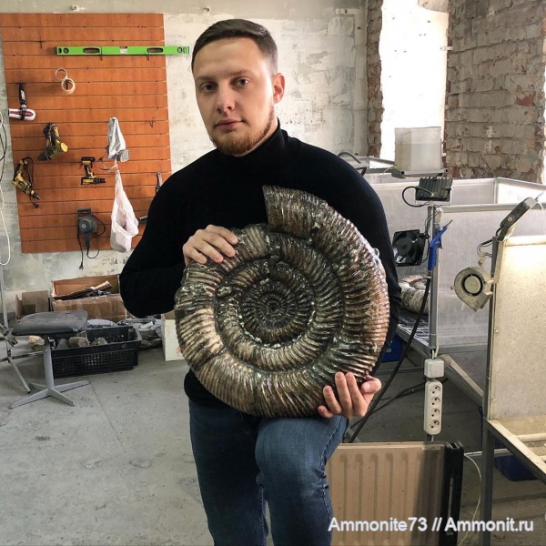 палеонтология, окаменелости, аммониты, Speetoniceras, Ammonites, симбирцит, спитоницерас
