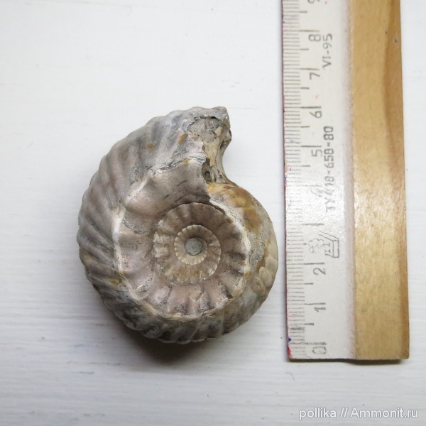 Erymnoceras, Erymnoceras doliforme