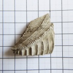 Кусочек двустворчатого моллюска Trigonia sp.