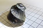 Слепок умбональной части аммонита Eboraciceras carinatum (определен)