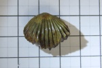 Брахиопода Rhinchonella sp. (определен)