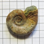 Binatisphinctes rjasanensis почти целый (определен).