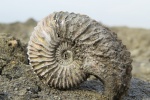 Cardioceras quadrarium, Михайловцемент. Определен.