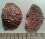 Schellwienella crenistria (Phillips, 1836)