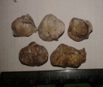Martinia ex gr. glabra (Mart.)