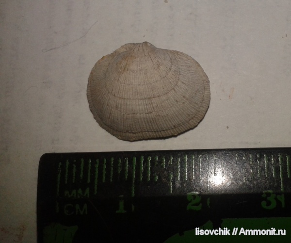 Schizophoria