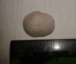 Schizophoria resupinata (Martin, 1809)