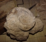 Euomphalus marginatus