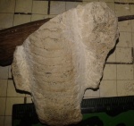 Rayonnoceras