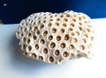 Coral, Scleractinia, Montastrea