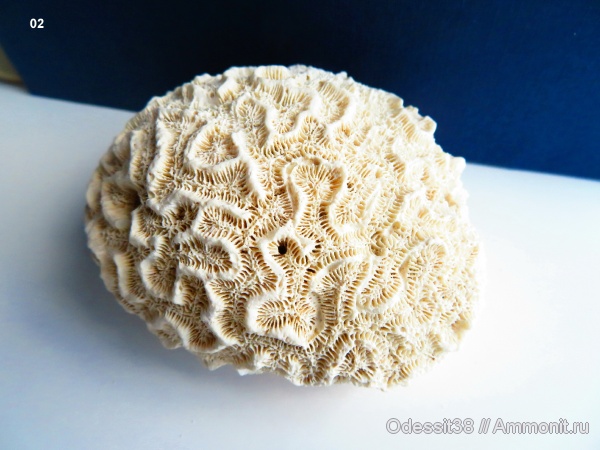 Scleractinia, Diploria