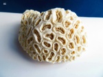 Coral, Scleractinia, Favia