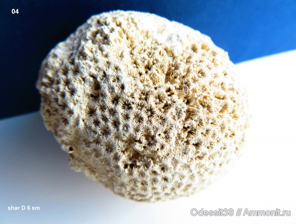 Scleractinia