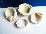 Двустворчатые моллюски Двустворчатые моллюски