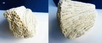 Coral, Scleractinia Coral, Scleractinia