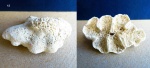 Rose coral
