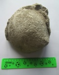 Губка Siderospongia sirensis