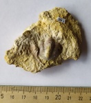 Пигидий и часть цефалона трилобита cемейства Proetidae