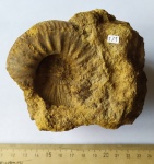 Аммонит; Proplanulites