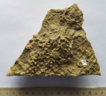 Коралл Aulopora