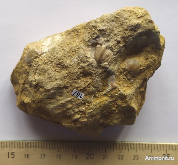 трилобиты, Гжель, Trilobita, Ditomopyge, Proetidae