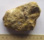 Пигидий трилобита cемейства Proetidae