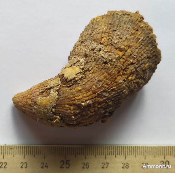 Гжель, Gshelia, Gshelia rouilleri, одиночные кораллы