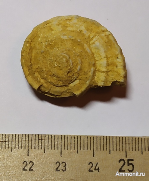 гастроподы, Гжель, гжельский ярус, Omphalotrochus