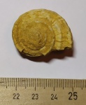 Гастропода Omphalotrochus