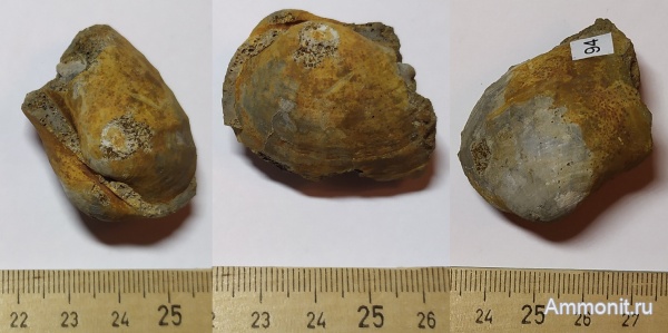 юра, двустворчатые моллюски, Никитино, Pholadomya