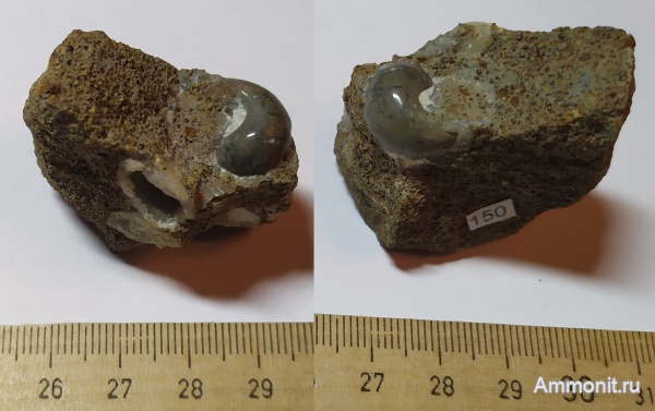 гастроподы, юра, Никитино, Khetella
