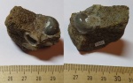 Гастропода Khetella?