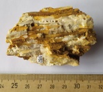 Коралл Diphyphyllum
