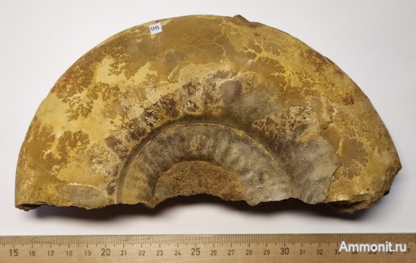 аммониты, юра, Никитино, Homoeoplanulites difficilis