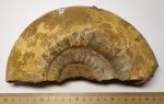 Аммонит Homoeoplanulites difficilis