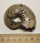 Аммонит Kosmoceras